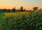 Sunflowers at sunset