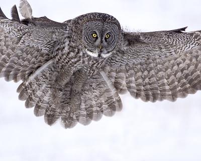 great gray owl in flight 126