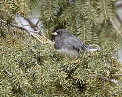 dark-eyed junco 1763