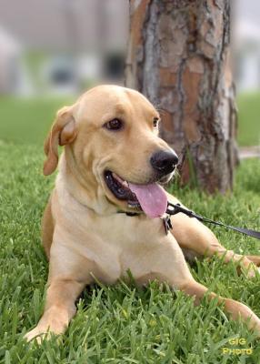 humane_society_pets