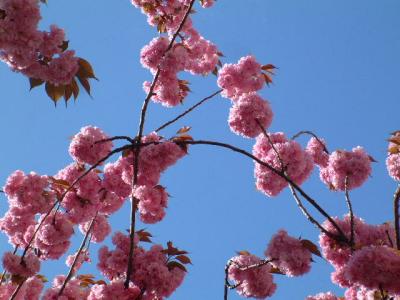 Springtime in rue de Vaugirard - April 2005