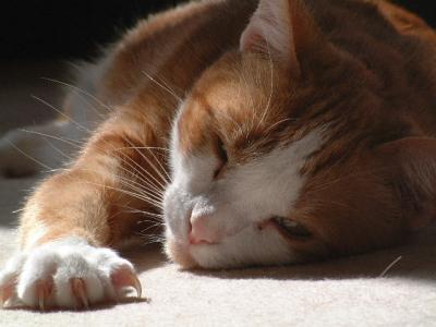 Lazying on a sunny afternoon ...