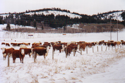 Cattle in Winter