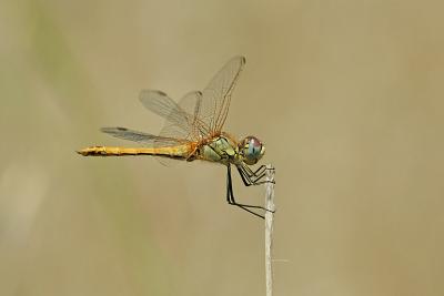 u14/giorgiopieroni/medium/41683882.0607dragonfly04.jpg