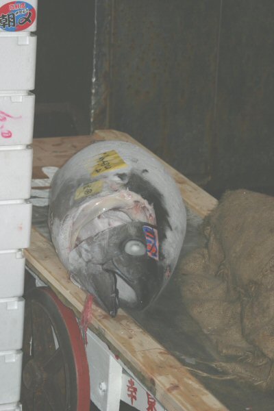 A frozen tuna, head on