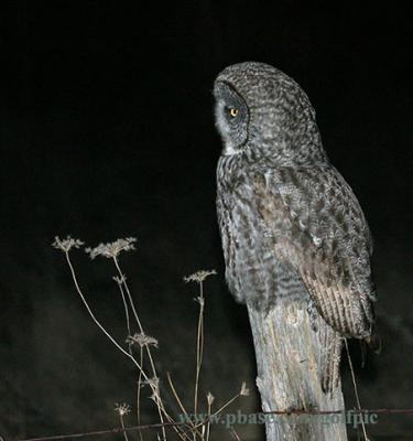 Great Gray Owl night shot