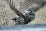Great Gray Owl