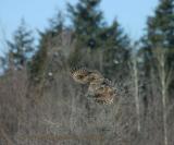 Great Gray Owl