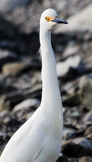 Snowy Egret