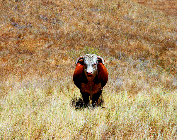 Staring Bull