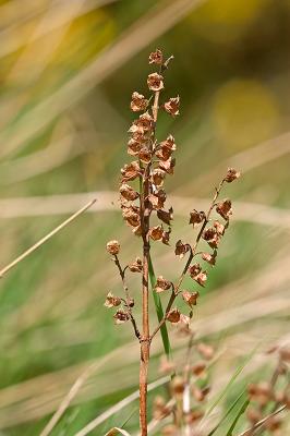 Wood Sage