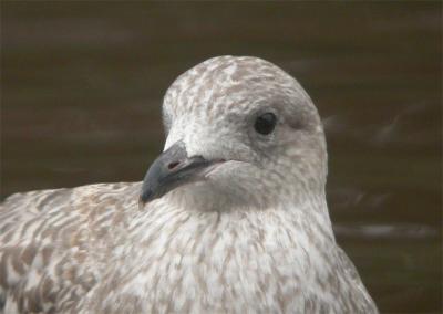 (Herring) Gull