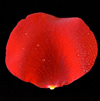 Rose Petal