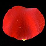 Rose Petal