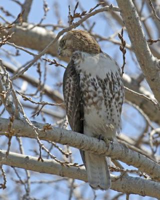 Red-tailed Hawk 02