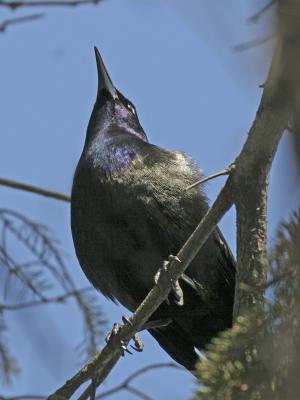 Common Grackle 02