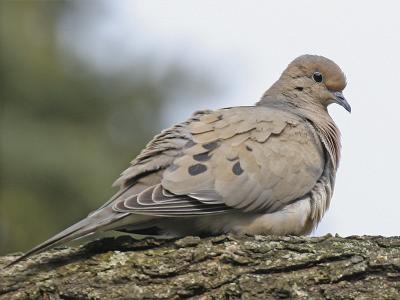 Mourning Dove 02