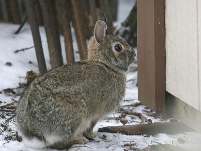 Rabbit 01