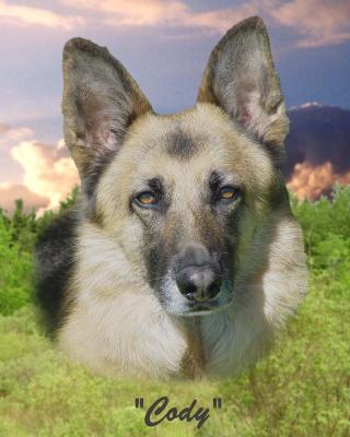 Cody 01