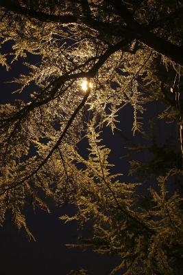 sodium lamp and frozen tree
