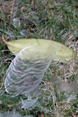 leaf cast