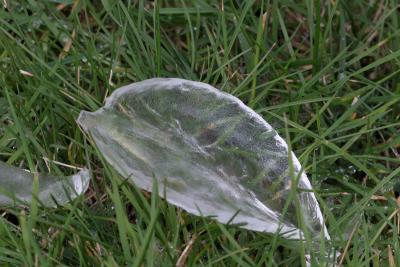 ice leaf