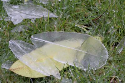ice leaves