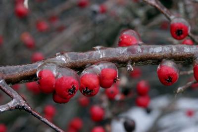 armored  berries