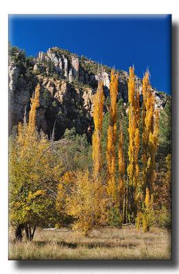 Golden Color in the Oak Creek Canyon