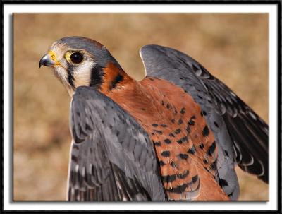 Backside of an American Kestrel