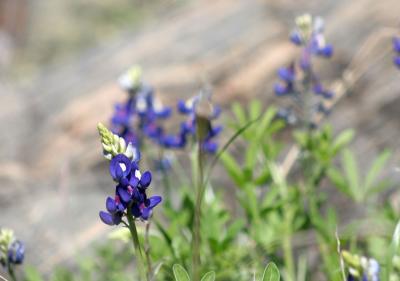 u14/gsdpic/medium/41777188.flower_004.jpg