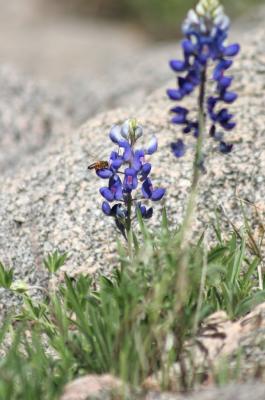 u14/gsdpic/medium/41777189.flower_006001.jpg