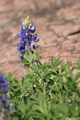 u14/gsdpic/medium/41777190.flower_008001.jpg
