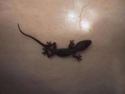 Gecko