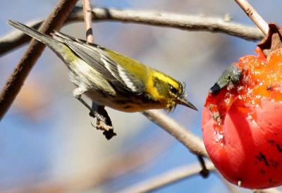 Townsend's Warbler