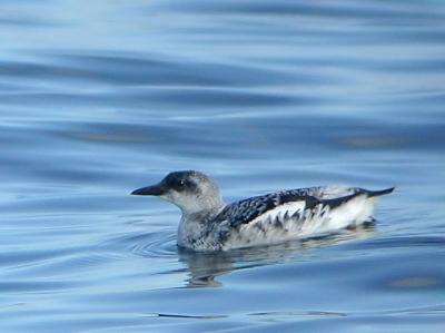 Black Guillemot (Subarctic)