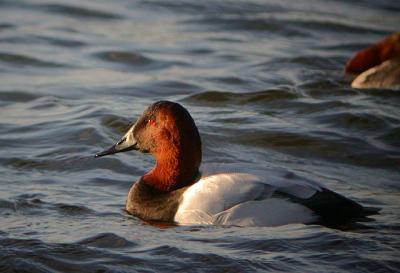 Canvasback