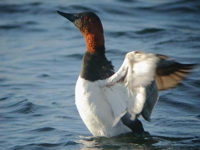 Canvasback