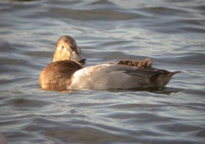 Canvasback