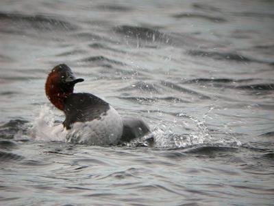 Canvasback