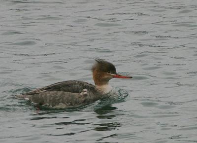 Red-breasted Merganser