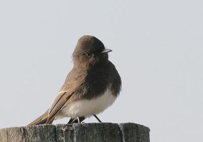 Black Phoebe