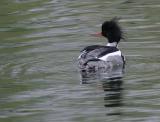 Red-breasted Merganser