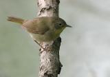 Common Yellowthroat