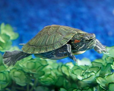 Red Eared Slider