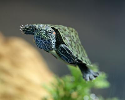 Red Eared Slider