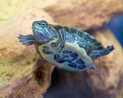 Red Eared Slider