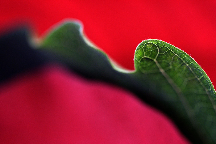 : Layered Leaf :