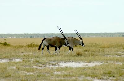 Etosha Oryx - Namibia