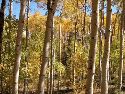 Near Leadville